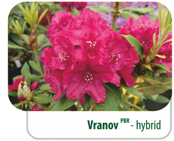 Vranov PBR - hybrid