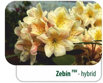 Zebín PBR - hybrid