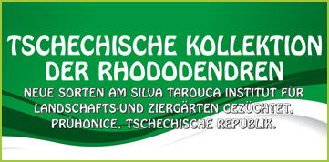 Tschechische Kollektion der Rhododendren