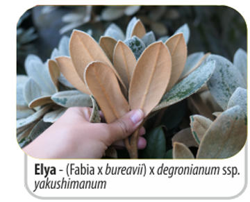 Elya - (Fabia x bureavii) x degronianum ssp. yakushimanum