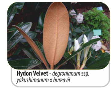 Hydon Velvet - degronianum ssp. yakushimanum x bureavii