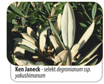Ken Janeck - selekt degronianum ssp. yakushimanum