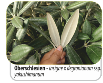 Oberschlesien - insigne x degronianum ssp. yakushimanum