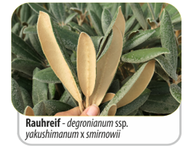 Rauhreif - degronianum ssp. yakushimanum x smirnowii