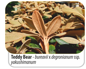 Teddy Bear - bureavii x degronianum ssp. yakushimanum