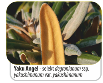 Yaku Angel - selekt degronianum ssp. yakushimanum var. yakushimanum