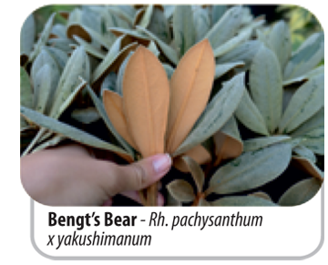 Bengt's Bear - Rh.pachysanthum x yakushimanum