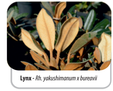 Lynx - Rh. yakushimanum x bureavii