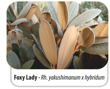 Foxy Lady - Rh. yakushimanum x hybridum