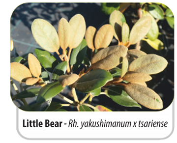 Little Bear - Rh. yakushimanum x tsariense