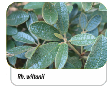 Rh. wiltonii