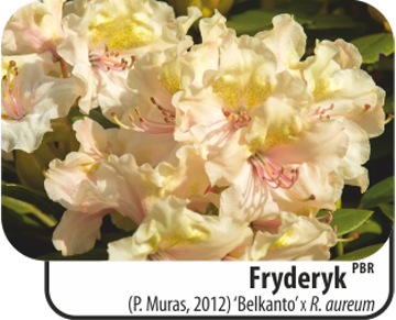  'Fryderyk' (P. Muras, 2012) 'Belkanto' X R. aureum 