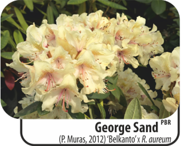  'George Sand' (P. Muras, 2012) 'Belkanto' X R. aureum 