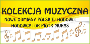 Rododendrony Kolekcja Muzyczna