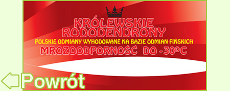 Rododendron Władysław Łokietek