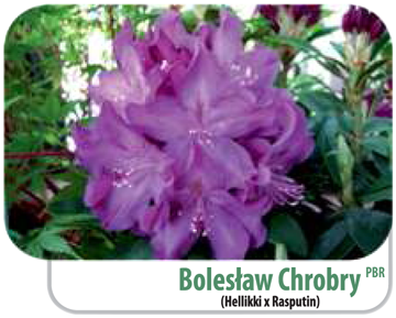 Rododendron Bolesław Chrobry