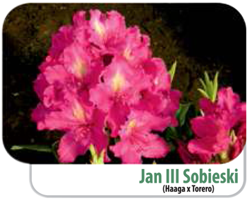 Rododendron Jan III Sobieski