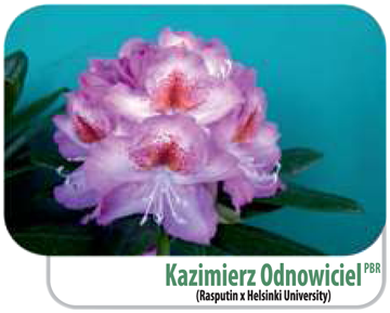 Rododendron Kazimierz Odnowiciel