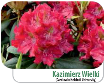 Rododendron Kazimierz Wielki