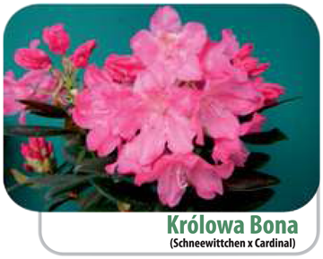 Rododendron Królowa Bona