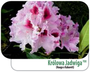 Rododendron Królowa Jadwiga