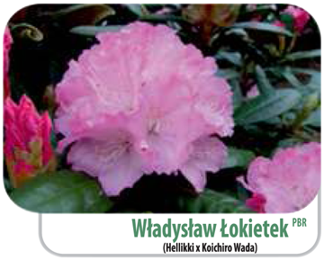 Rododendron Władysław Łokietek