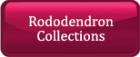 Rhodo Collections
