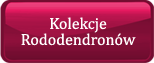 Kolekcje Rododendronów