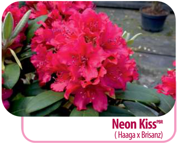  Neon Kiss (Haaga x Brisanz) 