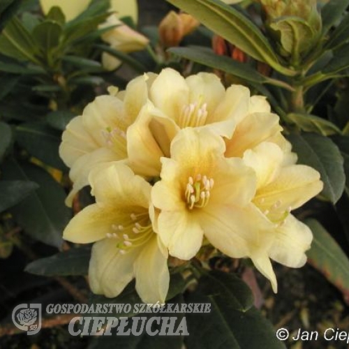 Karibia - różanecznik wielkokwiatowy - Karibia - Rhododendron hybridum
