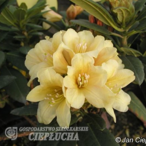 Karibia - Rhododendron hybrid - Karibia - Rhododendron hybridum