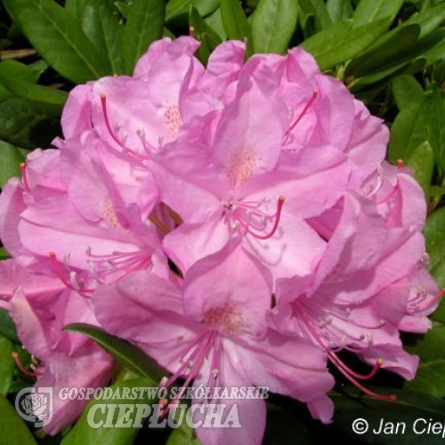 Roseum Elegans - Rhododendron hybrid - Roseum Elegans - Rhododendron hybridum