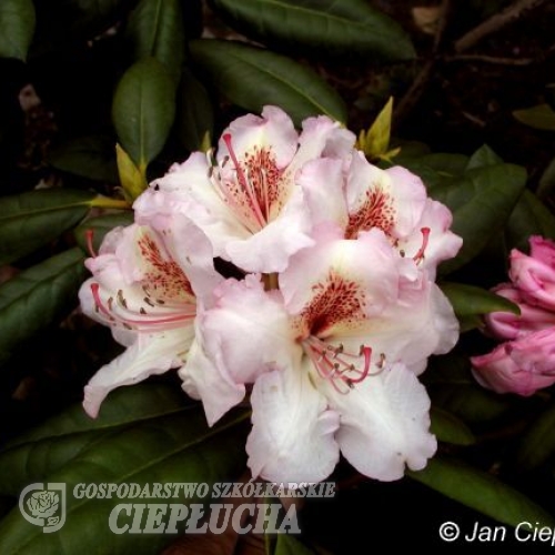 Simona - campylocarpum - Рододендрон гибридный - Simona - campylocarpum - Rhododendron hybridum