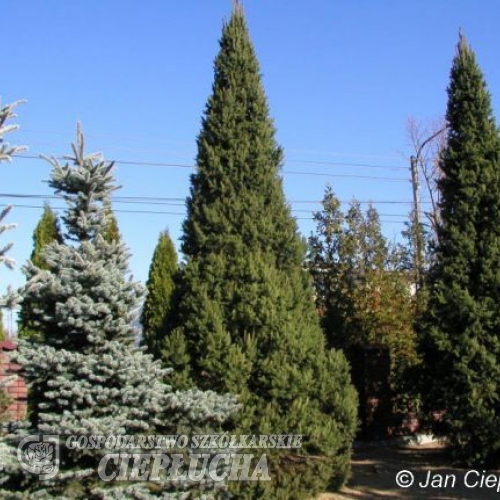 Picea abies 'Cupressina' - Eль обыкновенная - Picea abies 'Cupressina'