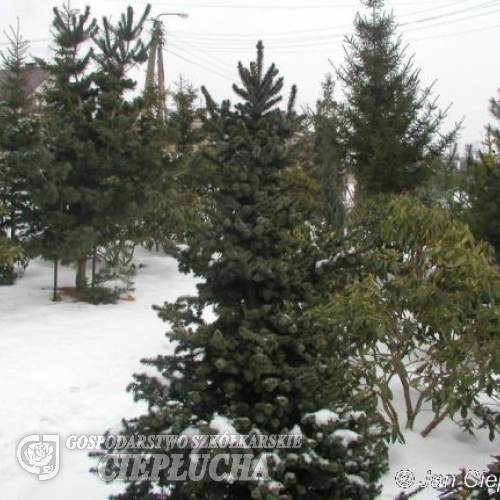 Picea omorika 'De Ruyter' - Serbian spruce - Picea omorika 'De Ruyter'