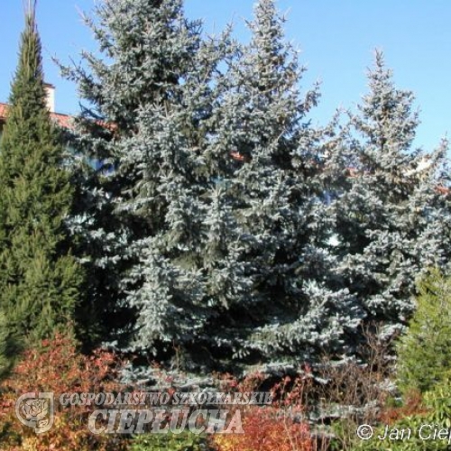 Picea pungens 'Hoopsii' - świerk kłujący - Picea pungens 'Hoopsii'