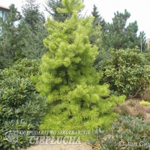 Pinus contorta 'Anna Aurea' - sosna wydmowa - Pinus contorta 'Anna Aurea'
