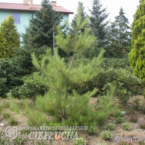 Pinus densiflora 'Oculus-draconis' - Japanese pine ; Japanese red pine - Pinus densiflora 'Oculus-draconis'