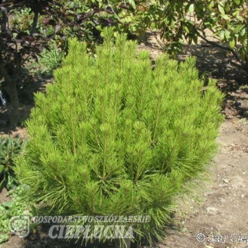 Pinus densiflora 'Umbraculifera' - Cосна густоцветковая - Pinus densiflora 'Umbraculifera'