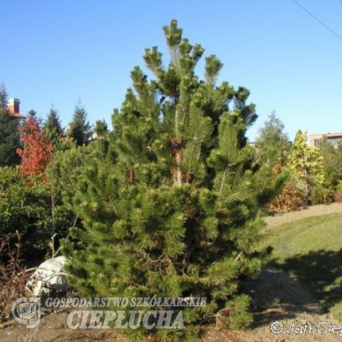 Pinus mugo 'Gnom' - сосна горная - Pinus mugo 'Gnom'