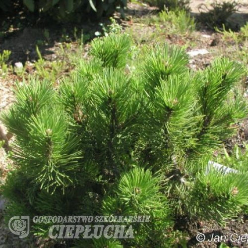 Pinus mugo 'Peterle' - сосна горная - Pinus mugo 'Peterle'
