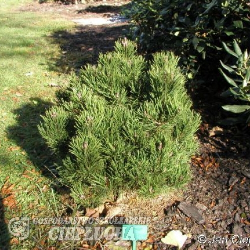 Pinus mugo 'Picobello' - kosodrzewina - Pinus mugo 'Picobello'