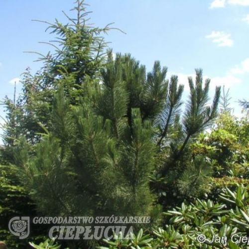 Pinus nigra 'Géant de Suisse' - cосна черная - Pinus nigra 'Géant de Suisse'