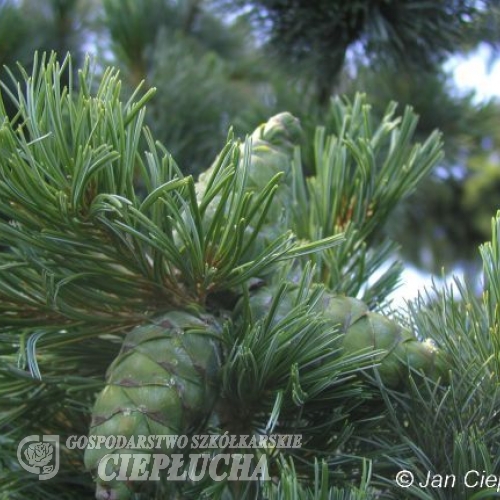 Pinus parviflora 'Glauca' - сосна мелкоцветковая - Pinus parviflora 'Glauca'