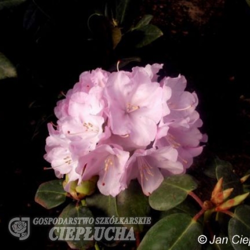 Vater Böhlje - Рододендрон Bильямса - Vater Böhlje - Rhododendron williamsianum