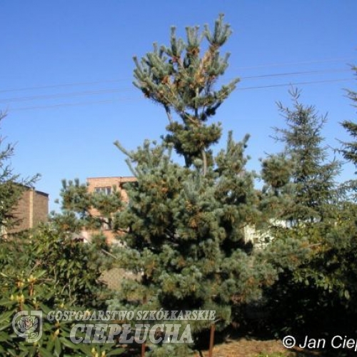 Pinus parviflora 'Negishi' - сосна мелкоцветковая - Pinus parviflora 'Negishi'