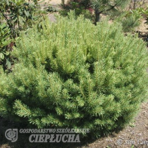 Pinus sylvestris 'Beuvronensis' - Cосна обыкновенная - Pinus sylvestris 'Beuvronensis'