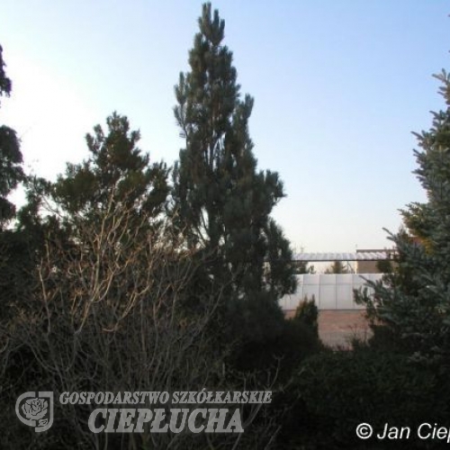 Pinus sylvestris 'Fastigiata' - sosna zwyczajna - Pinus sylvestris 'Fastigiata'