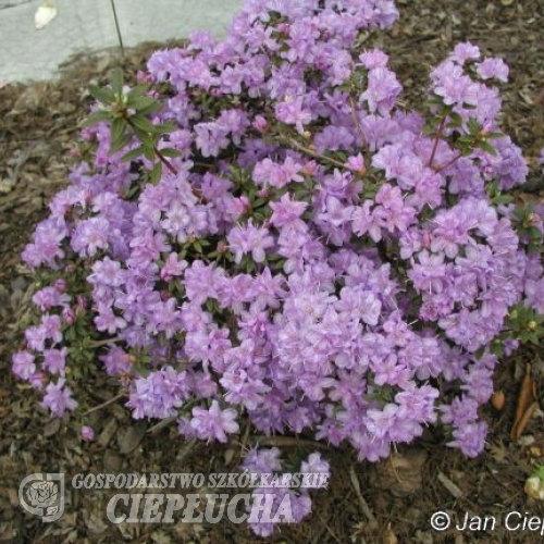 Amethyst - Różanecznik miniaturowy - Amethyst - Rhododendron impeditum