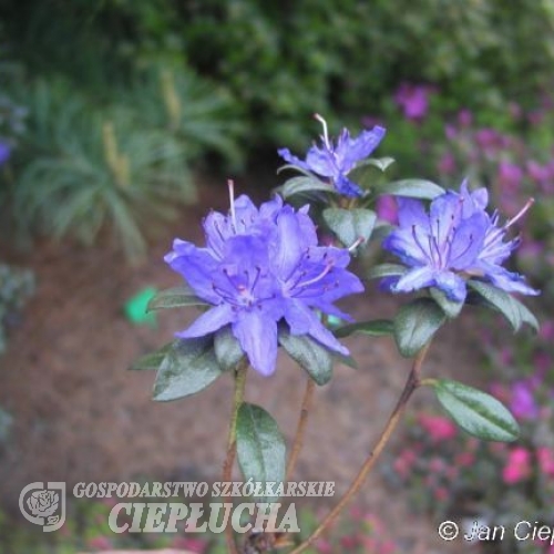 Lauretta - Rhododendron ; Rhododendron Dwarf Hybrids - Lauretta - Rhododendron impeditum